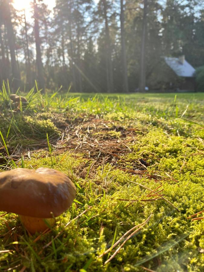 Rojaus Slenis Villa Druskininkai Dış mekan fotoğraf
